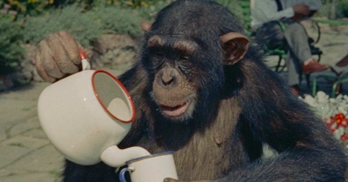 'Chimp Crazy', on HBO Max, is a four-part docuseries directed by Eric Goode (@hbo)