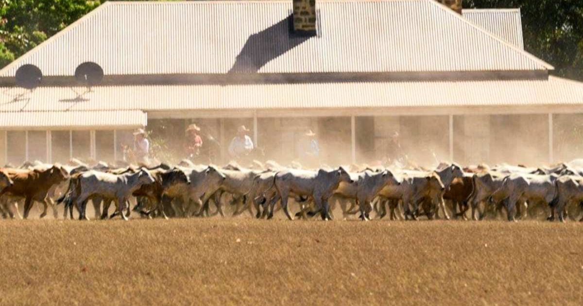 Australian drama series 'Territory' is created by Ben Davies and Timothy Lee (@netflix)