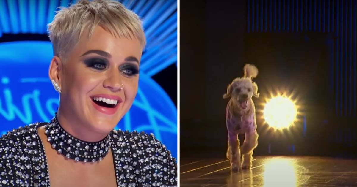 (L-R) Screenshot of Katy Perry from an episode of 'American Idol'; Screenshot of Coco, contestant's dog from 'American Idol'(Cover Image Source: YouTube | from 'American Idol’)