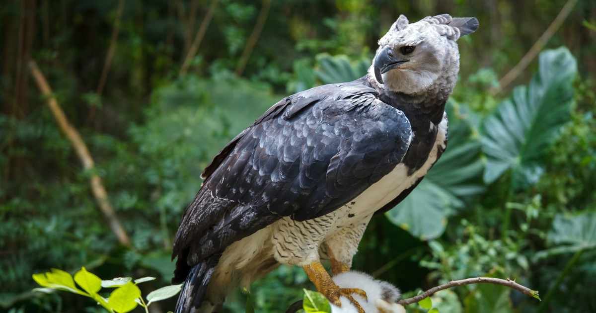 A large harpy eagle is looking at something. (Representative Cover Image Source: Getty Images | ChepeNicoli)