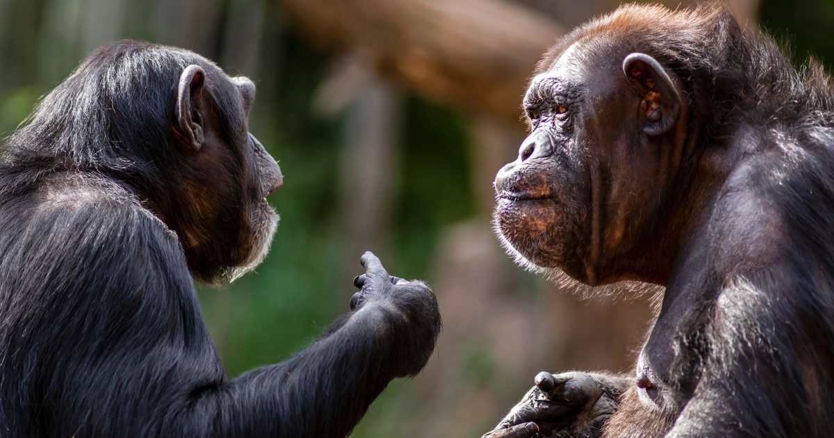 Two chimpanzees are meeting with each other, apparently having a discussion using hand gestures. (Representative Cover Image Source: Getty Images | Curioustiger)