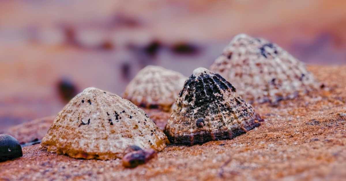 Close-up of limpets on a rocky beach surface. (Representative Cover Image Source: Pexels | Graeme Travers)