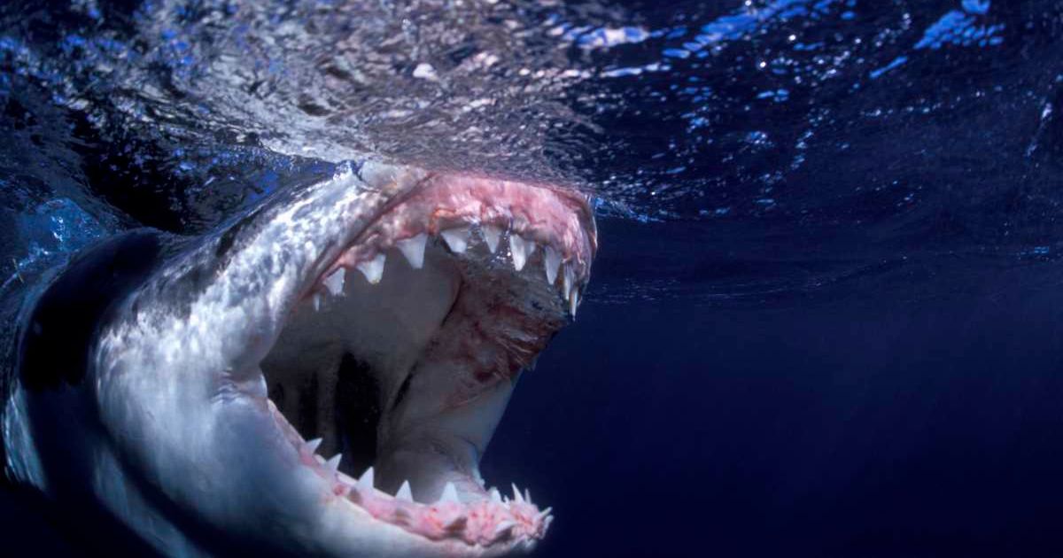 Great white shark with mouth open. (Representative Cover Image Source: Getty Images | Photo by Stephen Frink)