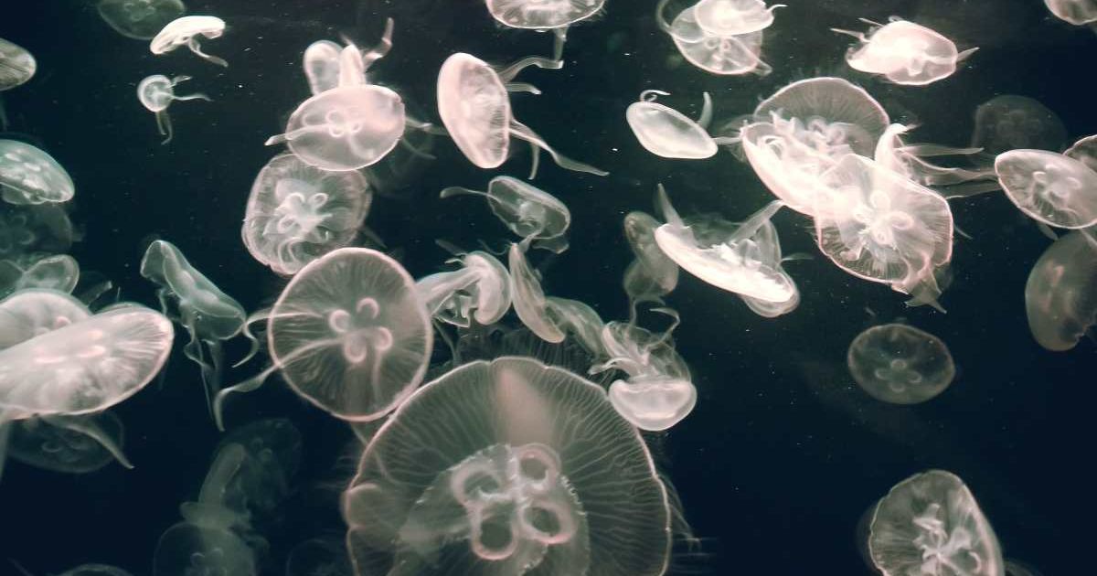 Many Jellyfish. (Representative Cover Image Source: Getty Images | Photo by Jimmy LL Tsang)