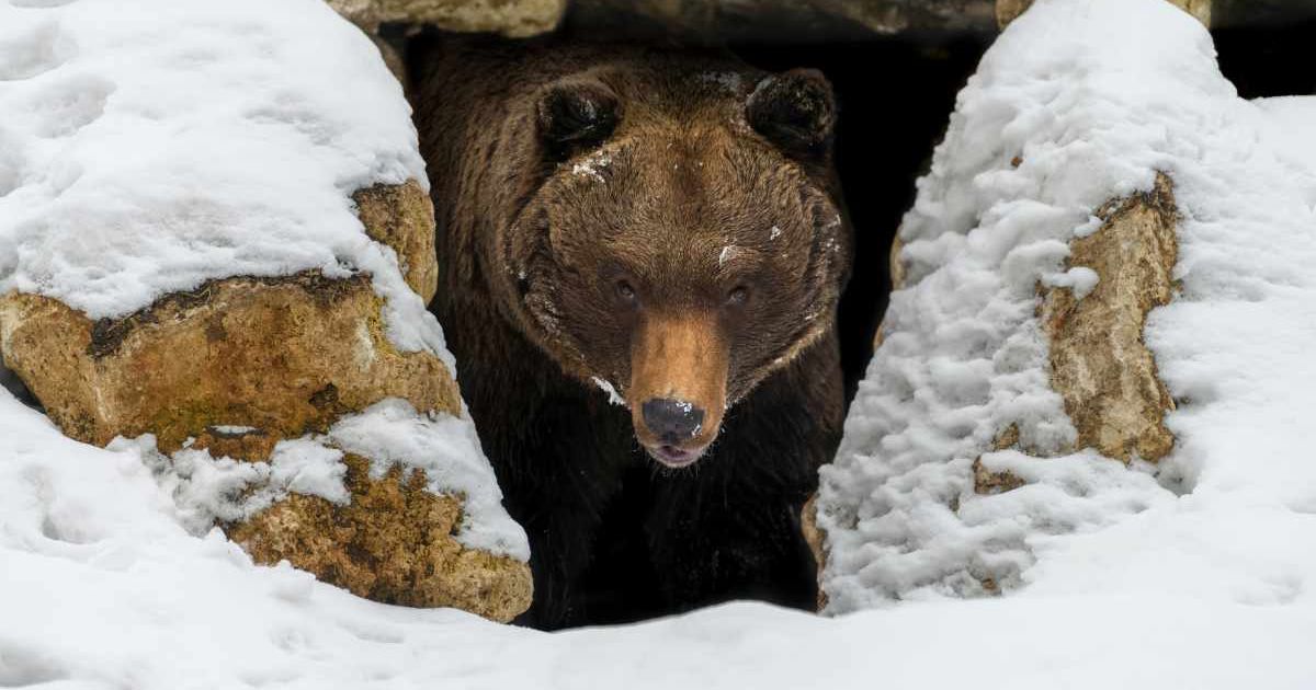 A brown bear (Ursus arctos) looks out of its den in the woods under a large rock in winter. (Representative Cover Image Source: Getty Images | Photo by Byrdyak)