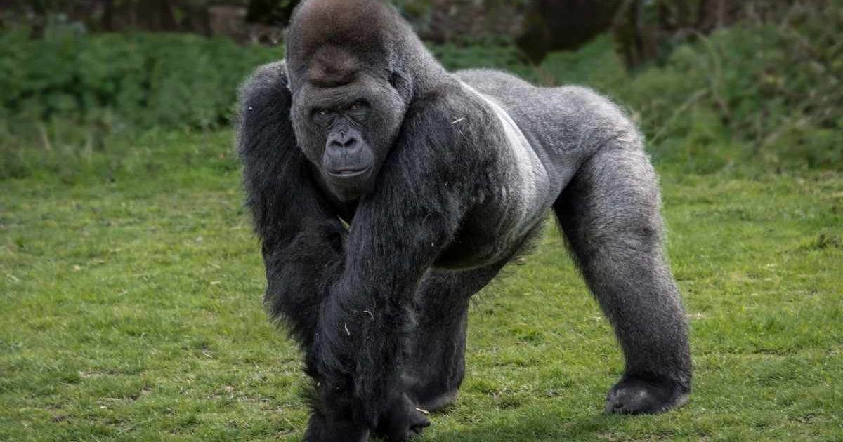 Silverback gorilla. (Representative Cover Image Source: Getty Images | Photo by Alan Tunnicliffe Photography)