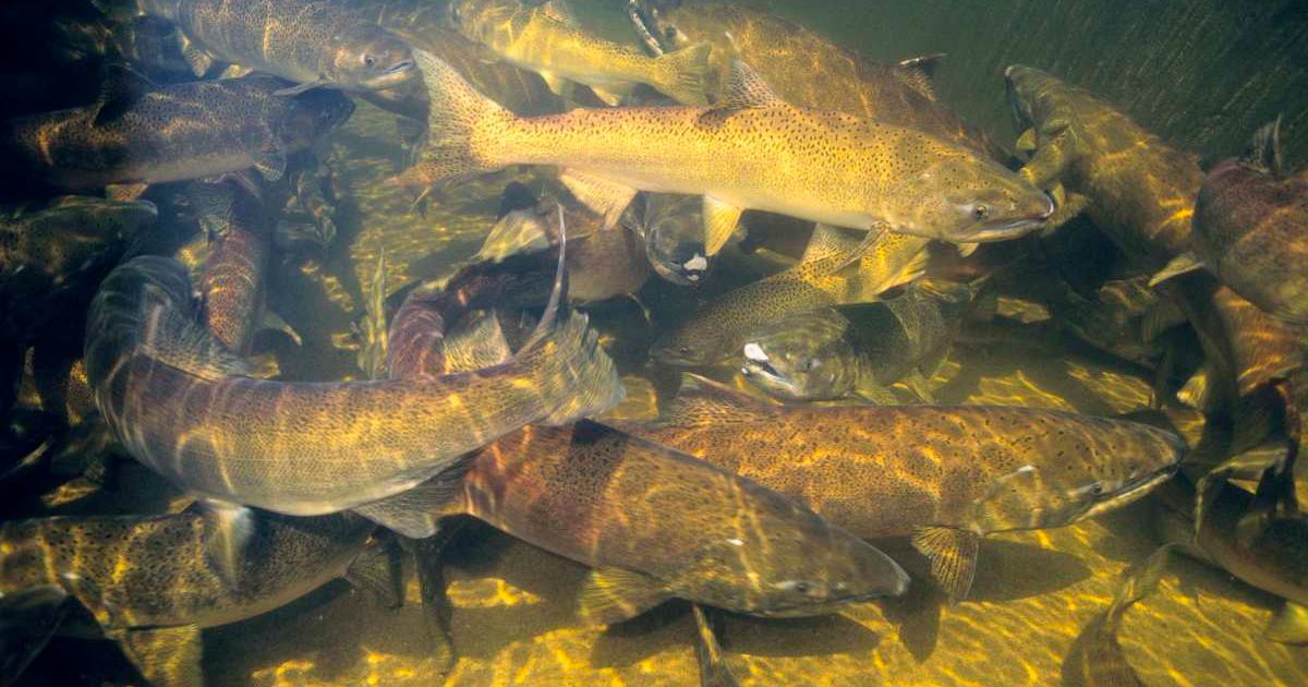 Chinook Salmon Spawning in Snake River. (Representative Cover Image Source: Getty Images | Natalie Fobes)