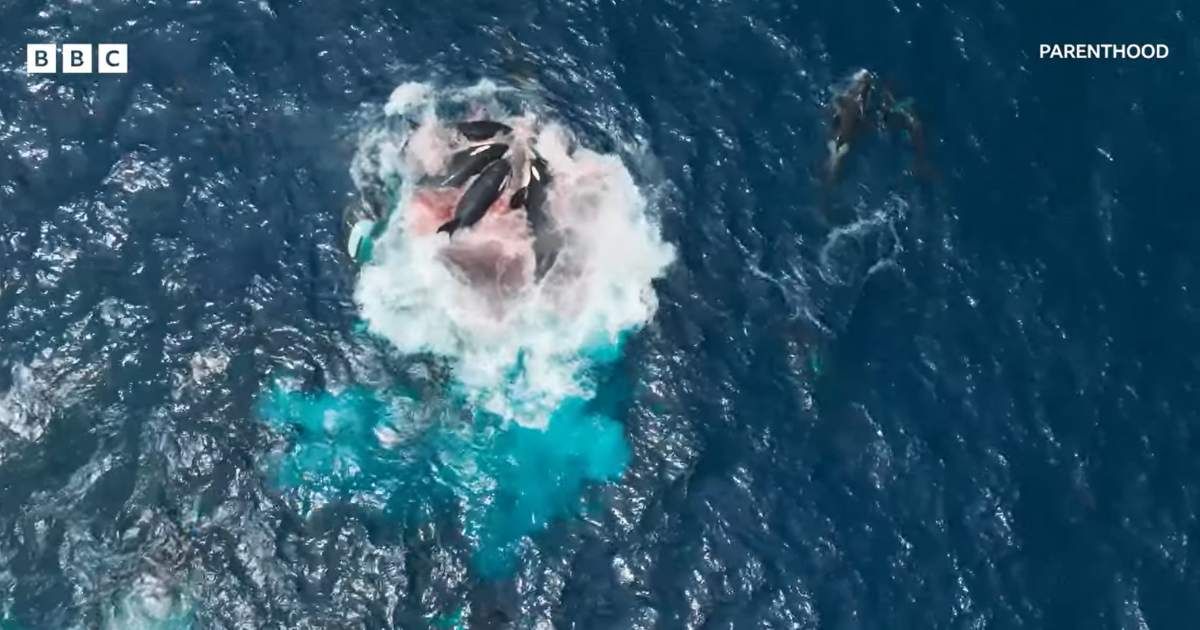 Orcas attacking blue whale. (Cover Image Source: YouTube | Photo by BBC)