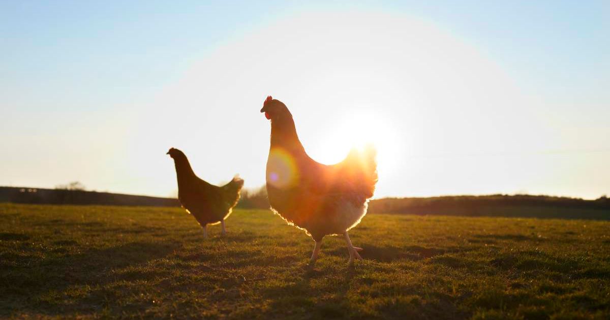 Two free-range chickens at sunrise. (Representative Cover Image Source: Getty Images | Photo by Ezra Bailey)