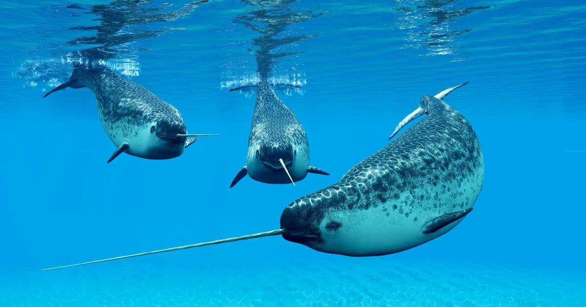 Narwhal male whales. (Representative Cover Image Source: Getty Images | Photo by CoreyFord)