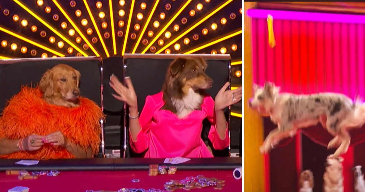 Screenshot of Canine Stars performing on 'America's Got Talent' (Cover Image Source: YouTube | America's Got Talent)