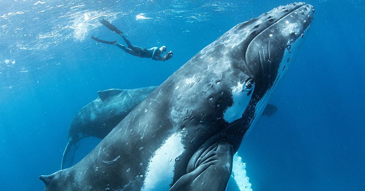 Humpback whale. (Representative Cover Image Source: Getty Images | Mike Korostelev)