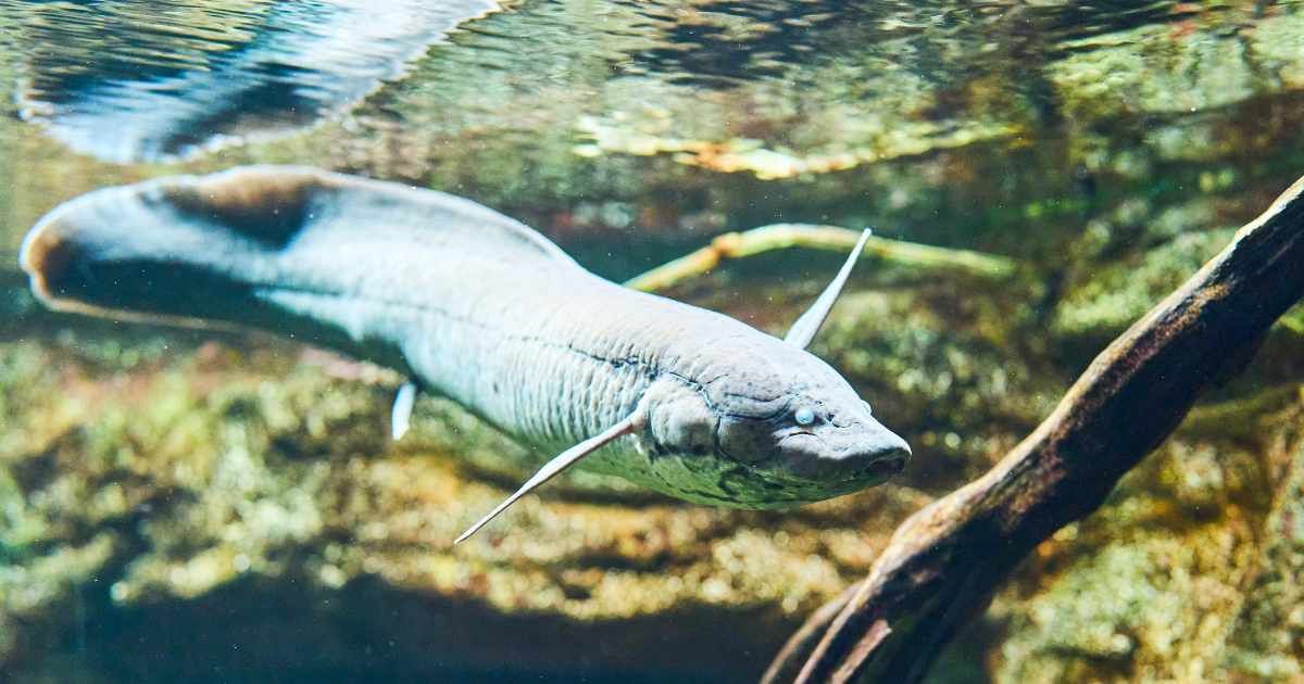 Side view of a long lungfish swimming in the middle of an aquarium reef with plants. (Representative Cover Image Source: Getty Images | Photo by aire images)