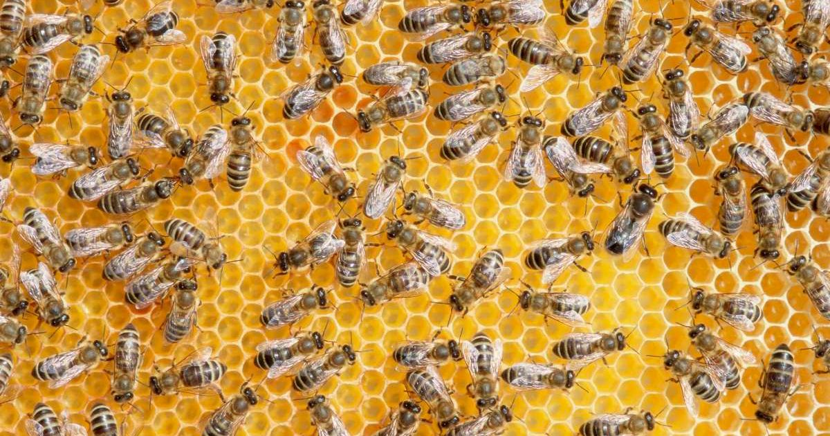 Honey bees on honeycomb (Representative Cover Image Source: Getty Images | Photo by Martin Ruegner )