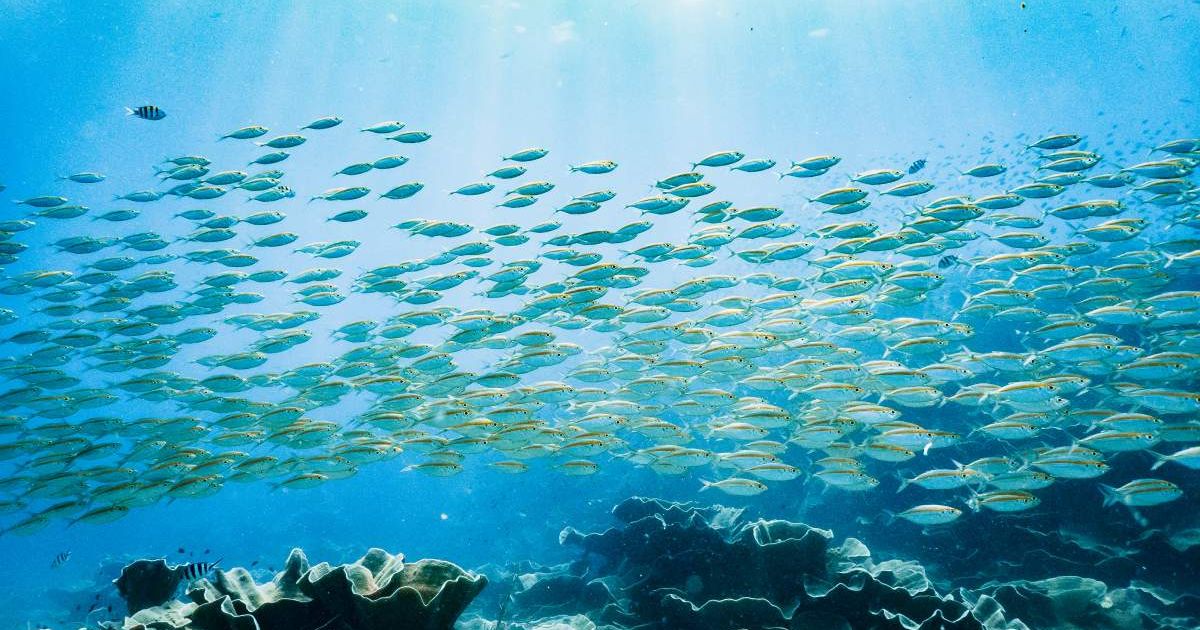 Large School of Fish in Koh Chang Waters. (Representative Cover Image Source: Getty Images | Photo by Ng Aik Hong)