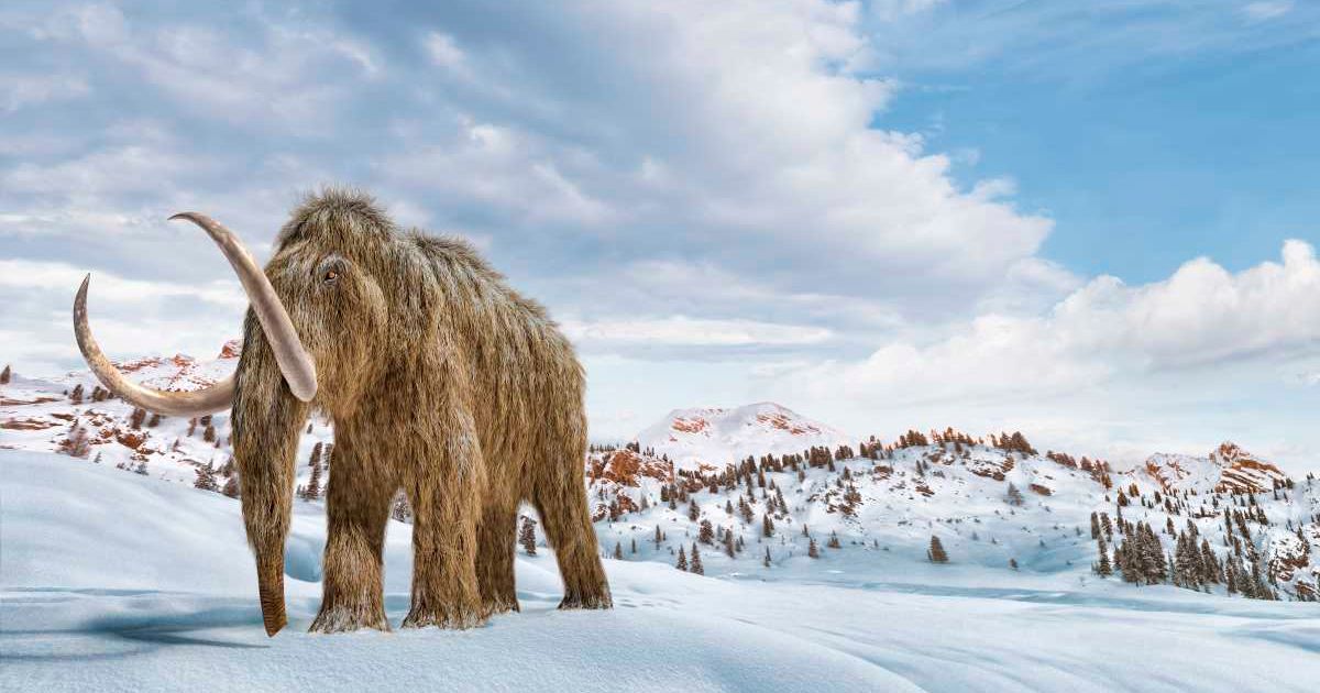 Woolly mammoth in snow, illustration. (Representative Cover Image Source: Getty Images | Photo by LEONELLO CALVETTI/SCIENCE PHOTO LIBRARY)