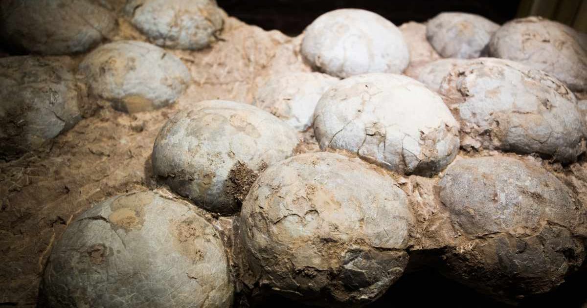 Fossilised eggs of a Hadrosaur dinosaur. (Representative Cover Image Source: Getty Images | Photo by xijian)