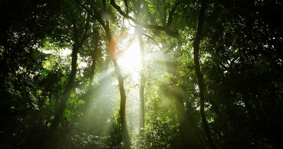 The light coming through the forest. (Representative Cover Image Source: Getty Images | Photo by sot)