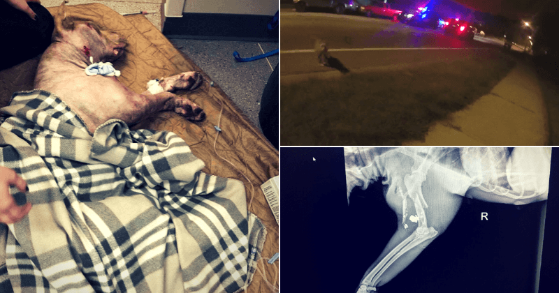 Bodycam footage shows cop shooting pit bull twice after neighbors reported dog on the loose