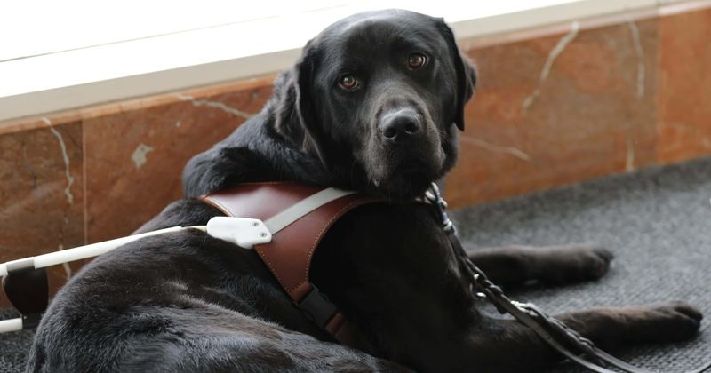 A still from Episode 2 of Pick of the Litter, the show about guide dogs now available on Disney Plus (Disney Plus)