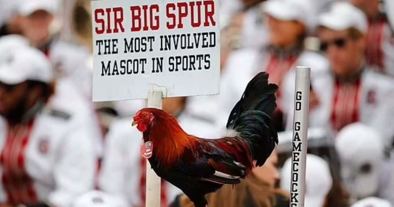 From 'Cock Commander' to 'Cluck Norris': How USC's search for a new name for its rooster mascot descended into FARCE