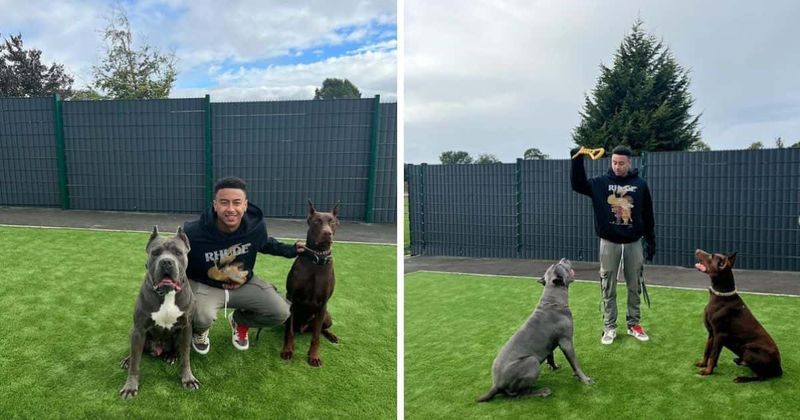 'Disgraceful': Ex-Man Utd star Jesse Lingard slammed for posting pics of dogs with cropped ears