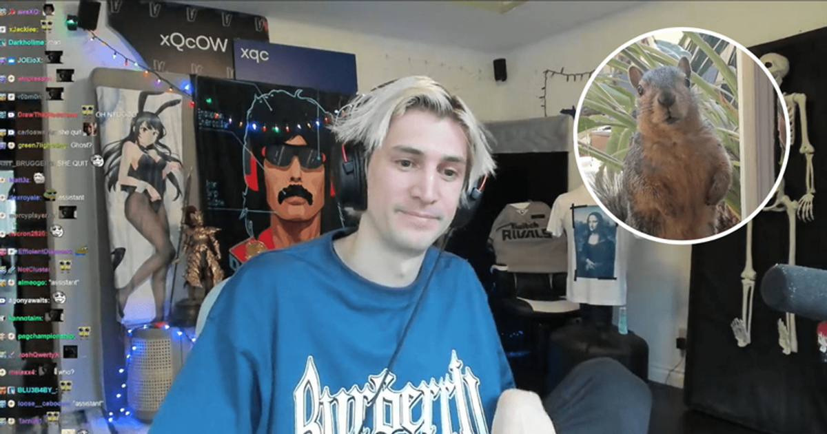 Twitch streamer xQc announces death of fan favorite ‘pet’ squirrel Sullivan to heartbroken fans