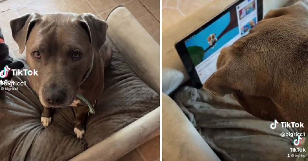 This dog really seems to enjoy watching videos on her tablet (@bigricc1/TikTok)