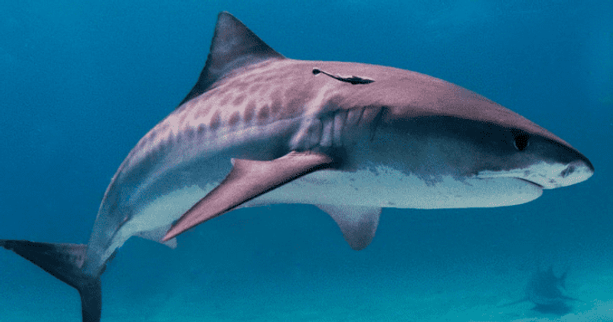 (Representational Image, Albert kok/Wikipedia)