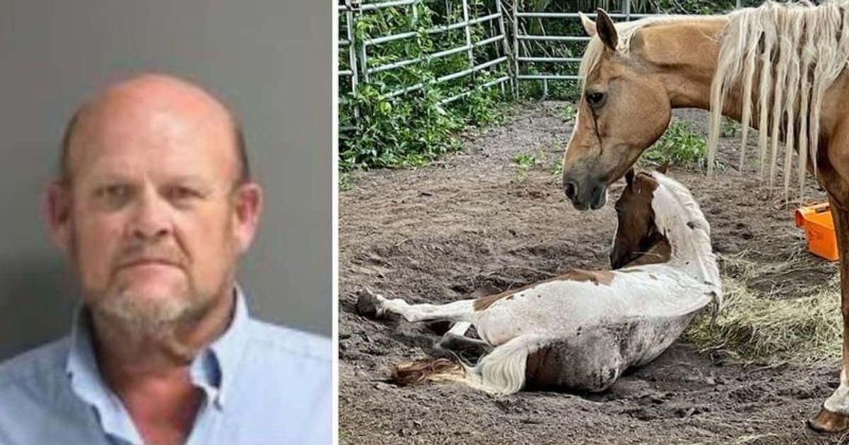 Florida man arrested for animal cruelty after starving horses for 'years' leading to one being euthanized on July 19