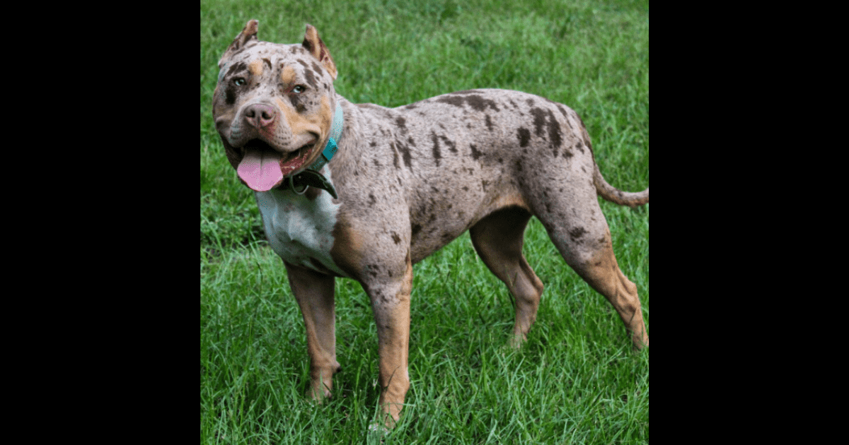 Experts doubt ban on American XL bullys will work as breed is 'not recognized' 