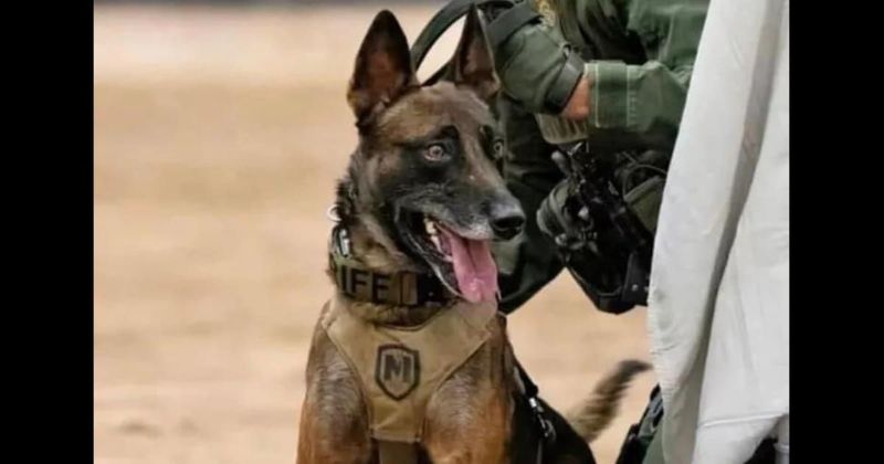 Who was Kenzo? 'Beloved' K-9 dog killed in the line of duty while searching for armed robbery suspects in Arizona