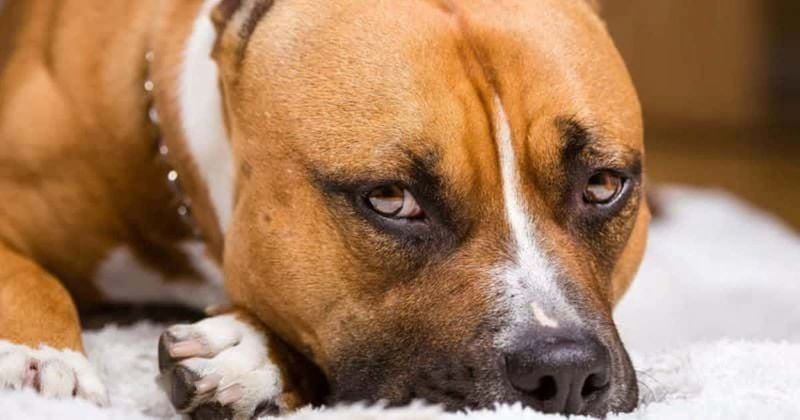 Who was Colton Michael Kline? Washington boy, 4, mauled to death by family dog in 'tragic accident' on Halloween