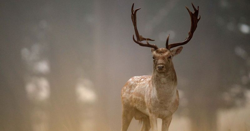 Arizona woman succumbs to injuries in first elk attack fatality in state's history