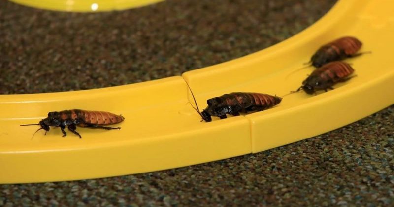 Phoenix lands at fourth place in study on 'Roachiest Cities in America