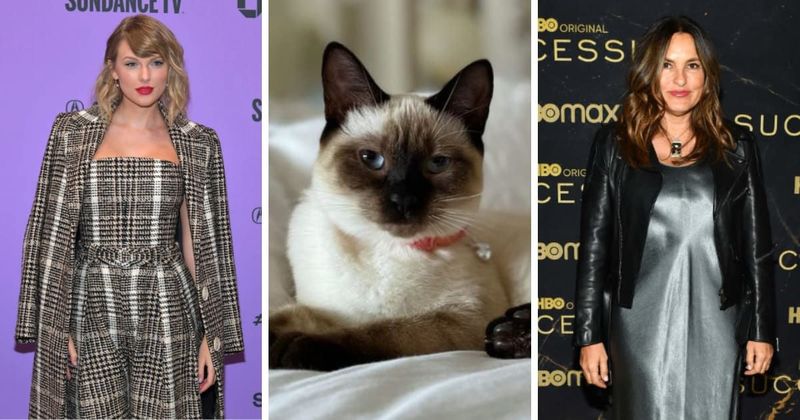 Taylor Swift and Mariska Hargitay's 'Kitten Karma' love fest has fans tearing up with joy
