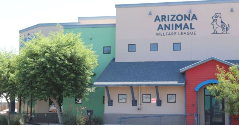 'Empty the Shelters': Arizona Animal Welfare League waives adoption fees for pets older than a year