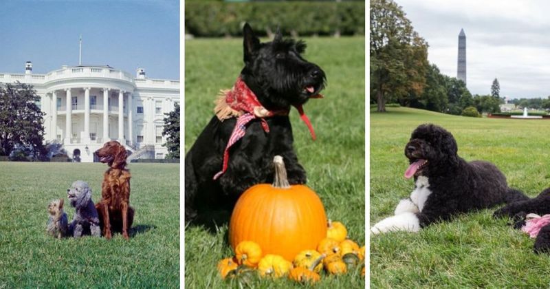 First Pets: Furry White House companions through the ages