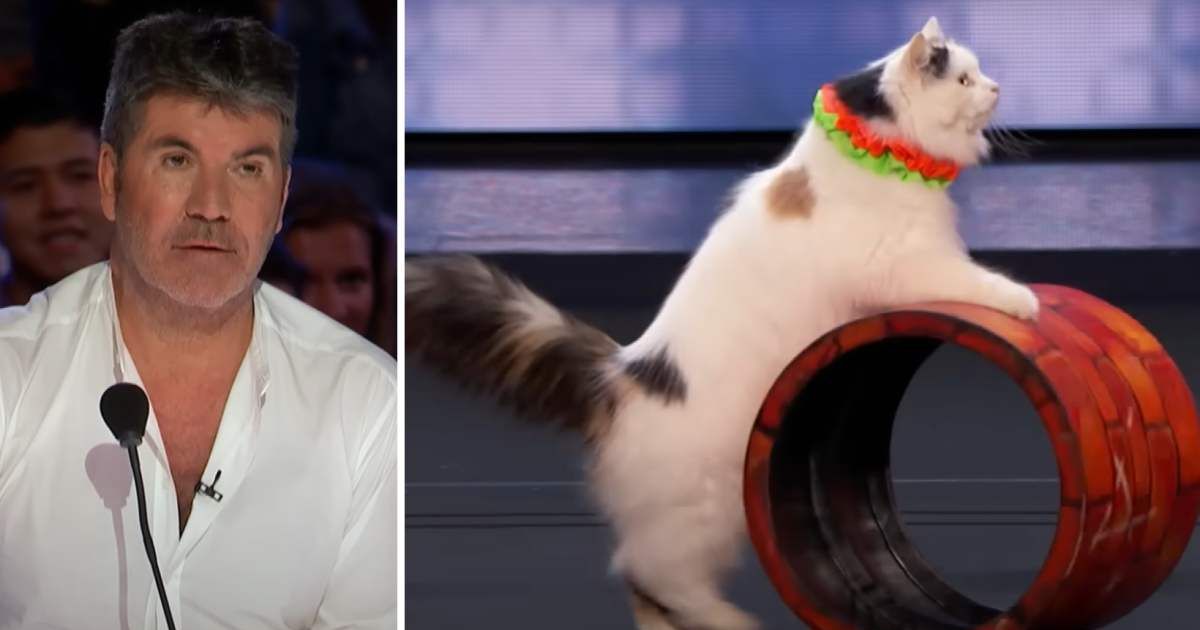 Simon Cowell went from skeptical to stunned on 'AGT' — thanks to a group of rescue cats with serious moves