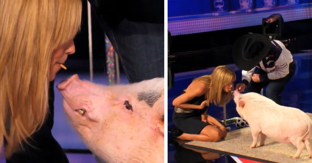 This pig brought back a wild memory for one ‘AGT’ judge — and yes, there was a kiss involved