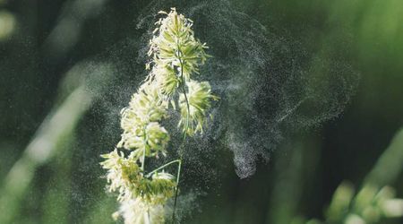 Pollen Grains Preserve Clues About the Earth From the Time When an Asteroid Struck 66 Million Years Ago