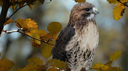 New Jersey Hawk Adapts to the Modern World, Uses Hunting Strategy With Traffic Lights to Catch Its Prey