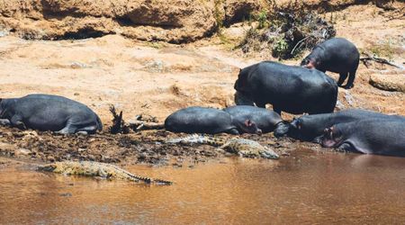 Researchers Baffled to See How Severe Drought Caused Crocs and Hippos to Engage in ‘Abnormal Behavior'
