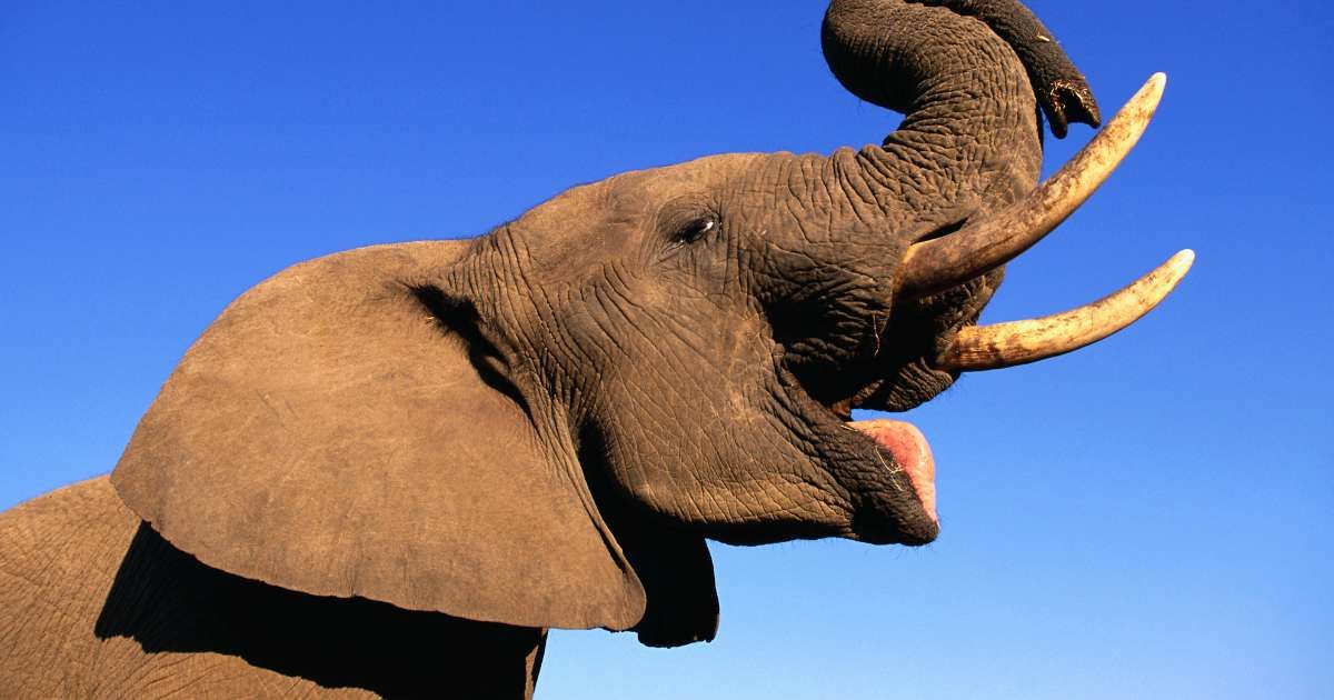 Young African Elephant Bull. (Representative Cover Image Source: Getty Images | Photo by Martin Harvey)