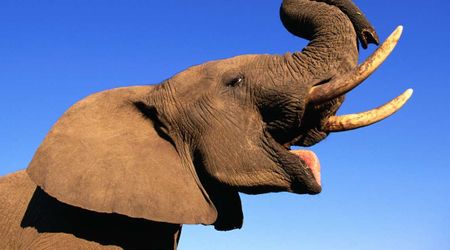 Elephants Used 38 Unique Gestures to Ask for Apples And Scientists Are Still Decoding What They All Mean
