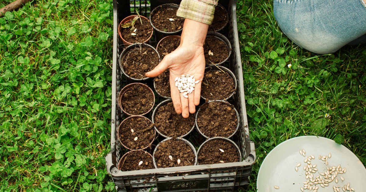 Plant production efforts. (Representative Cover Image Source: Getty Images | Crispin la valiente)
