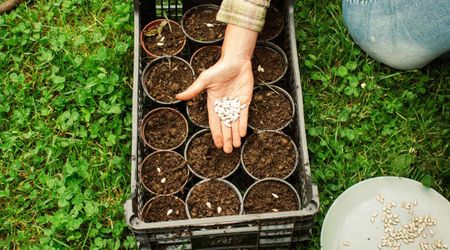 Space Scientists Want to Cultivate Rice in Space, But It Comes With Some Challenges: New Research Says