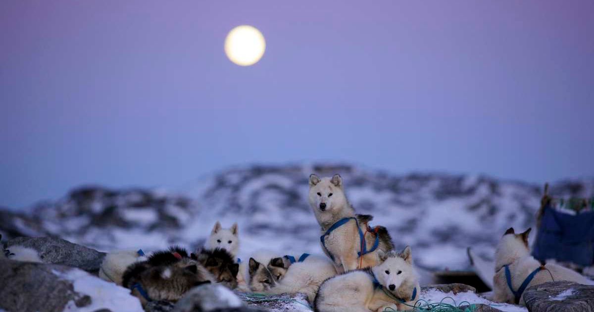 Greenland husky dogs sit under a full moon. (Representative Cover Image Source: Getty Images | Photo by Timothy Allen)