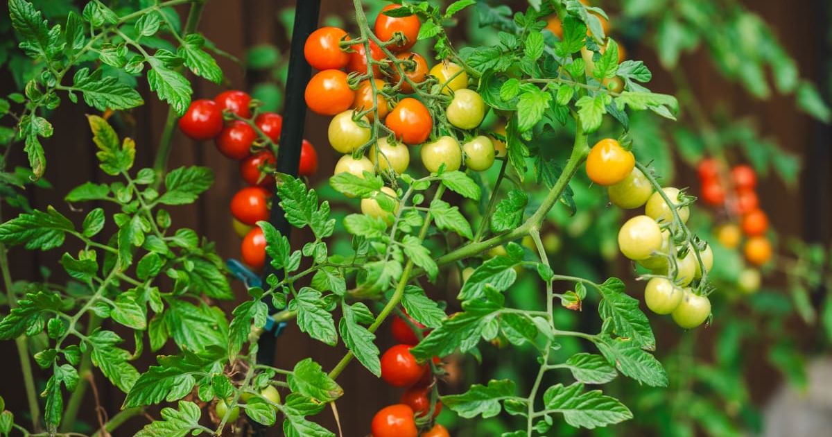 Growing and ripening of red cherry tomatoes in the garden, organic farming, red and green small tomatoes, ripeness. (Representative Cover Image Source: Getty Images | Photo by Katarina Molnarova)