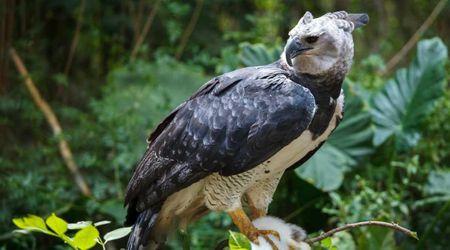 Harpy Eagle Attack on an Adult Woman in French Guiana Raises Concern Among Researchers